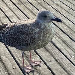 They have gulls the size of a No16 Steggles chook. European Herring Gull.