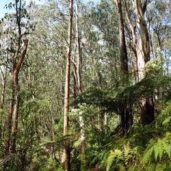 Und noch größeren Eukalypten