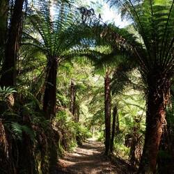 Der Wanderweg zwischen den riesigen Farn-Bäumen