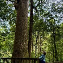 A H Reed Memorial Park