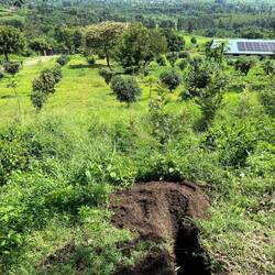 Das besagt beplante Mangofeld
