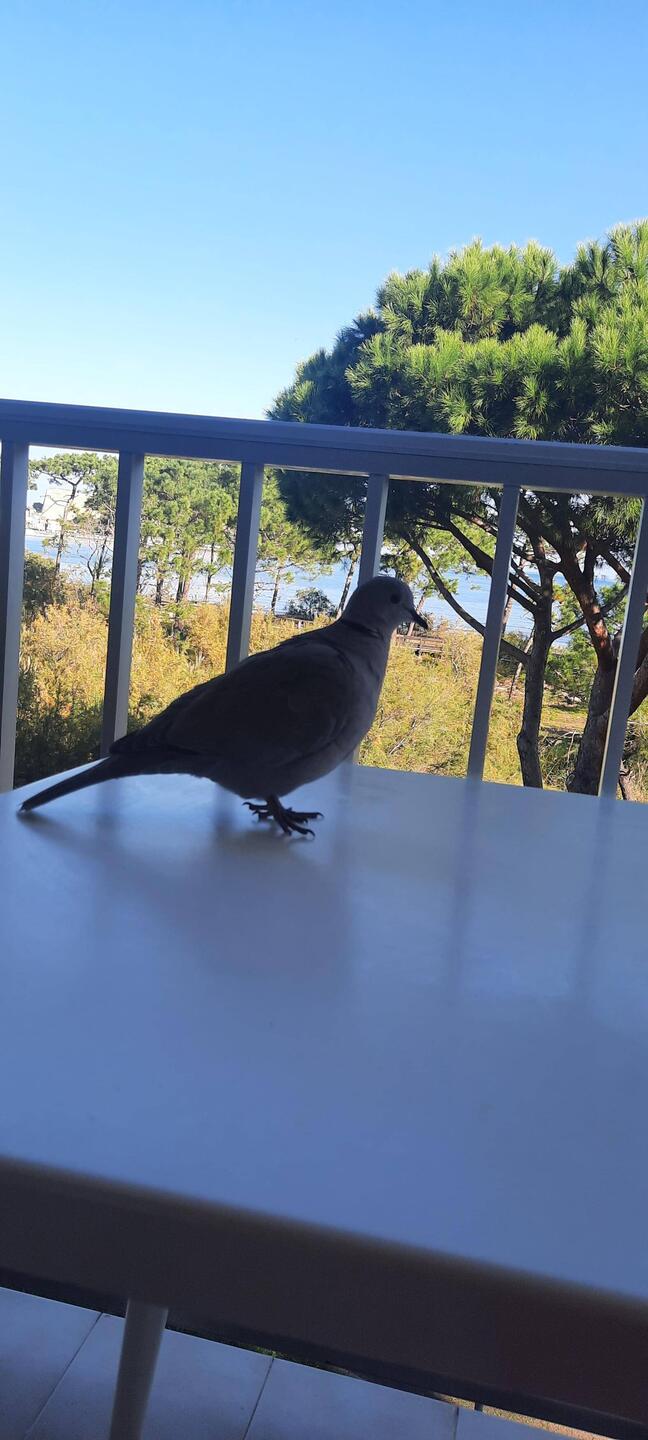 Besuch am Frühstückstisch. War schon abgeräumt.