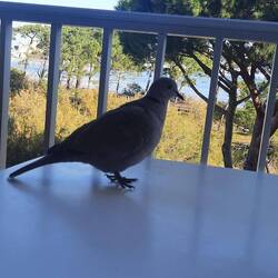 Besuch am Frühstückstisch. War schon abgeräumt.