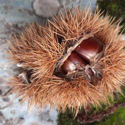 Drei Kastanien in einem Igel.