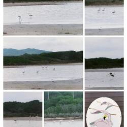 Spaziergang mit Wildtieren 🦩🦩🦩