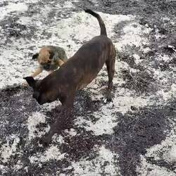 Strand Spaß - kleine 🐸