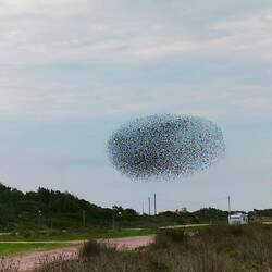 Thema 🐦‍⬛ heute