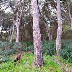 Jemand genießt den Wald