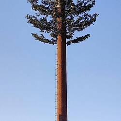 Ein besonderer Baum