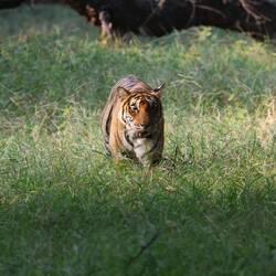 Königstiger