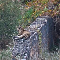 Indischer Leopard