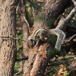 Indisches Palmenhörnchen