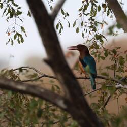 Braunliest (White-breasted Kingfisher)