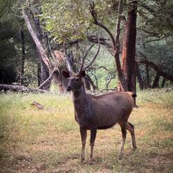 Sambar oder Pferdehirsch