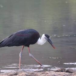 Asien-Wollhalsstorch