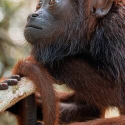 Romeo, der Älteste der Babys