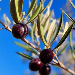 Hier auf dem Platz sind nur "Obstbäume". Heute begann die Olivenernte!