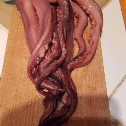 Heute gibt es Oktupus mit Spaghetti und Tomatensauce.