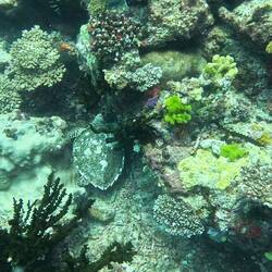 Rainbow Reef, Schildkröte