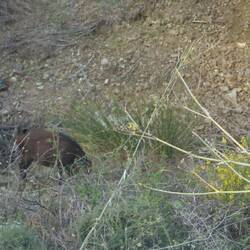 Mitten am Tag und in der Stand suchen sich mehrere Wildschweine etwas zu fressen
