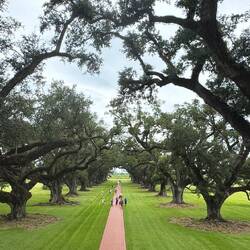 Die berühmte Oak Alley der gleichnamigen Plantation