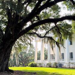 die Eichen sind mit Spanish Moss behangen