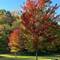 Signs of Fall.