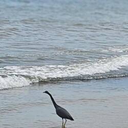 Pacific Reef Heron