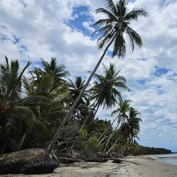 Palm trees that seem to have just barely survived the last storm