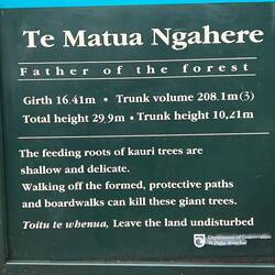 zweitältester Kauri Baum