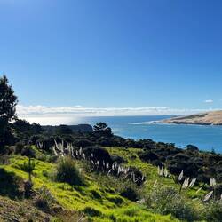 Oberhalb von Ōmāpere