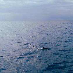Dolphin watching tour