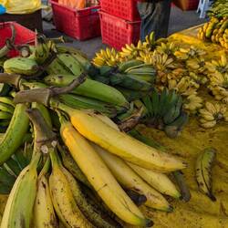 Giant plantains