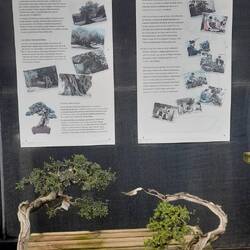 Mistral Bonsai, grösster Bonsai-Lieferant Europas