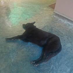 Unser Wachhund Suki 😂
