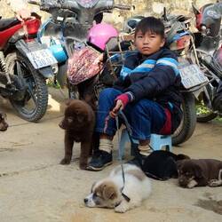 So herzige kleine Hunde