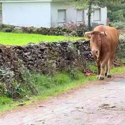 Just some of the locals out for a walk