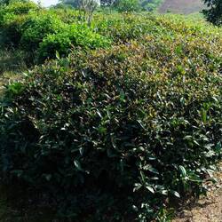 Der purple rain tea hat dunklere Blätter