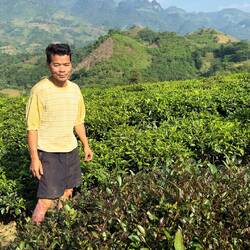 Im Hintergrund der normale grüne Tee, vorne ein Busch purple rain tea...