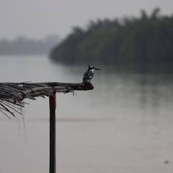 Kingfisher am Gambia Fluss