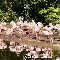 Flamingoes