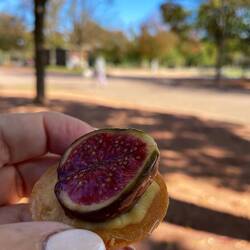 Mini fig tart for dessert