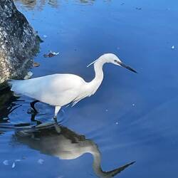 White Heron