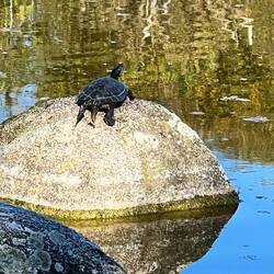 Turtle doing some sunbathing
