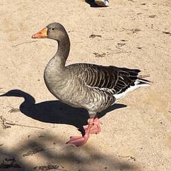 Friendly goose