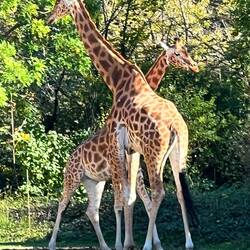 Giraffes