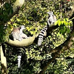 Lemurs in the trees