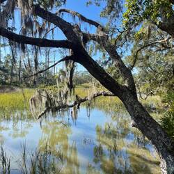 Swamp with Spanish moss draped oak