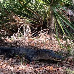 Oh hello little swamp puppy 🐶