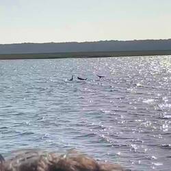 Playful dolphins, some were just born this year 🥹🥲
